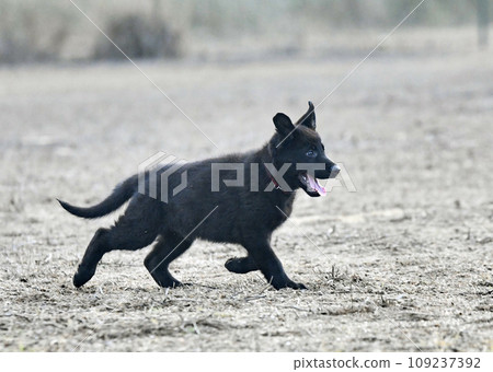 puppy black german shepherd in nature 109237392