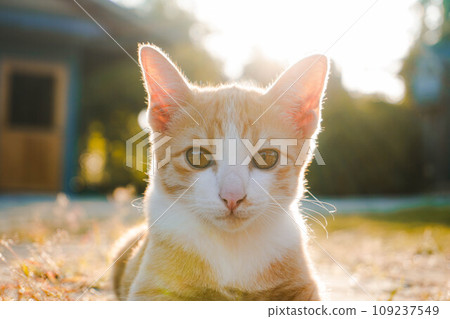 A small kitten is sitting on the green grass. A small kitten runs on the grass outdoors in the sunlight. Domestic animals. Cute funny cat at home. A small kitten is sitting on the green grass. A small kitten runs on the grass outdoors in the sunlight. Domestic animals. Cute funny cat at home. 109237549