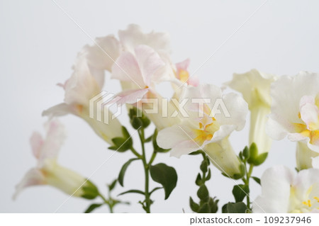 Cute white and pink snapdragon Cute white and pink snapdragon 109237946