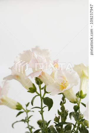 Cute white and pink snapdragon Cute white and pink snapdragon 109237947