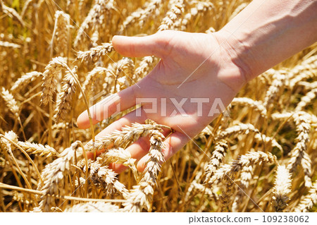Farmer's hands holding a handful of wheat grains. 109238062