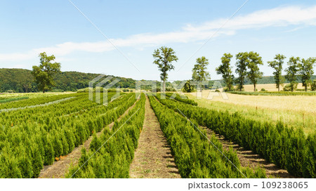 Tree farm nursery plantation with rows of thuja, coniferum, cyprus, pine trees. Tree farm nursery plantation with rows of thuja, coniferum, cyprus, pine trees. 109238065