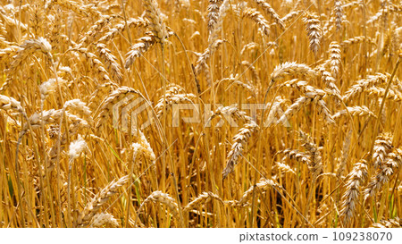 Ukrainian rising ripe wheat field. 109238070