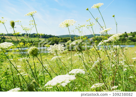 White summer flowers. Blue sky, sunny day. White summer flowers. Blue sky, sunny day. 109238082