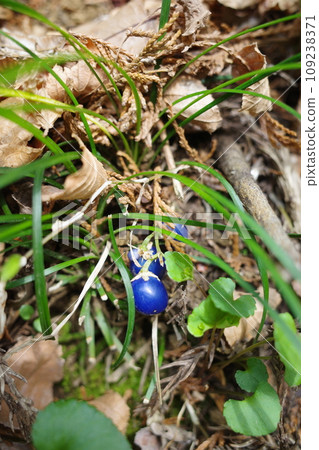 龍之髭的青金石果實 109238371