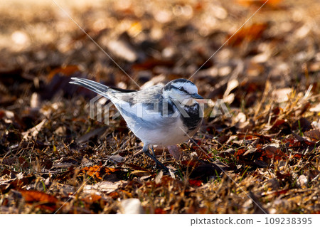 打蠟走在地上 打蠟走在地上 109238395