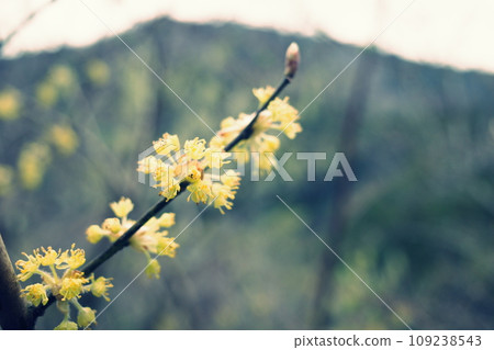 在丹澤看到的丹口白 109238543