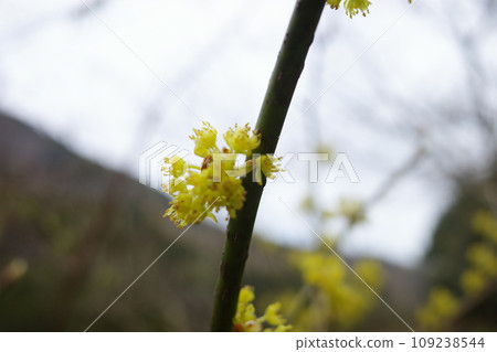 在丹澤看到的丹口白 109238544