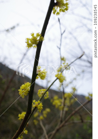 在丹澤看到的丹口白 在丹澤看到的丹口白 109238545