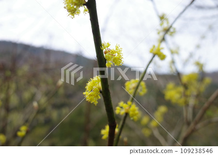 在丹澤看到的丹口白 在丹澤看到的丹口白 109238546