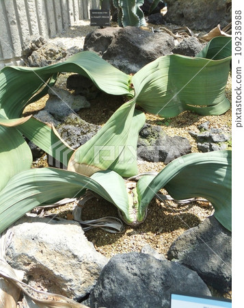 植物園的木曾天街 109238988