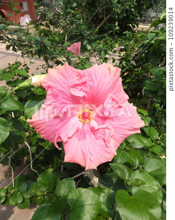 粉紅色的芙蓉 109239014