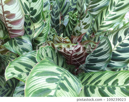 Leaves of Caratea Makoyana Leaves of Caratea Makoyana 109239023