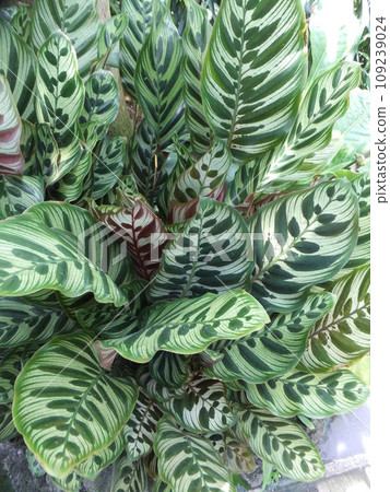 Leaves of Caratea Makoyana Leaves of Caratea Makoyana 109239024