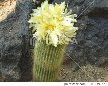 cactus with yellow flowers cactus with yellow flowers 109239154
