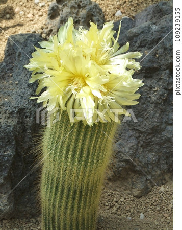cactus with yellow flowers cactus with yellow flowers 109239155