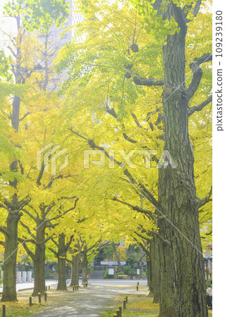 [東京]橫網町公園的黃葉 109239180