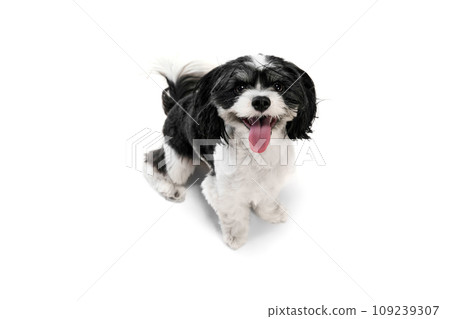 Top view. Portrait of attractive smiling purebred dog, Shi-Tzu pet with black-white fur isolated white studio background. 109239307