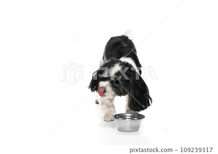Portrait of cute Si-Tzu with black-white fur standing near dog's bowl and drinks water against white background. Canine food 109239317
