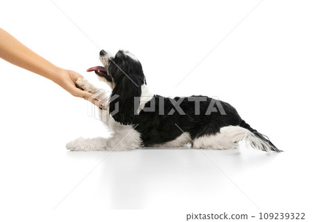 Purebred dog, Black and white Shi-tzu puppy clearly follows owner's commands, give paw against white studio background. 109239322