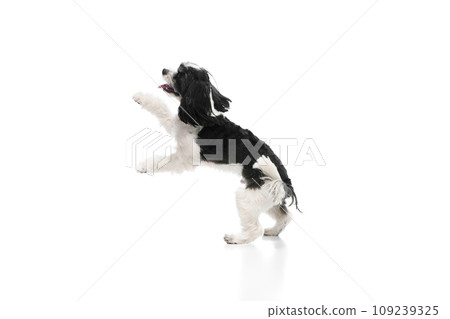 Happy, adorable and playful purebred dog, Shi-Tzu having fun isolate white studio background. Pet looks healthy and groomed Happy, adorable and playful purebred dog, Shi-Tzu having fun isolate white studio background. Pet looks healthy and groomed 109239325