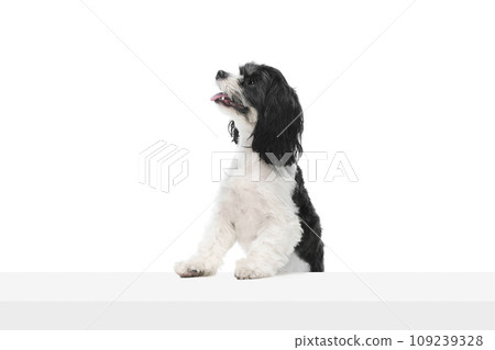 Studio shot of adorable purebred Cavapoo dog isolated over white studio background. Pet looks happy, healthy and groomed. 109239328