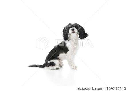 Side view portrait of pretty little cute dog, purebred Shi-tzu puppy with white-black fur sitting against white studio background. Side view portrait of pretty little cute dog, purebred Shi-tzu puppy with white-black fur sitting against white studio background. 109239340