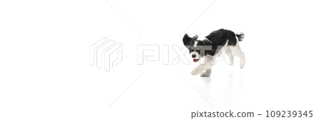 Banner. Cute pretty little cute dog, purebred with white-black fur running against white background. Puppy looks funny and healthy. Banner. Cute pretty little cute dog, purebred with white-black fur running against white background. Puppy looks funny and healthy. 109239345