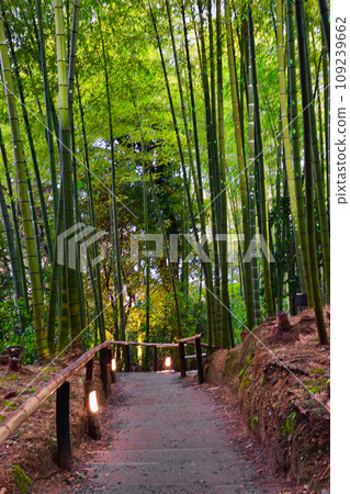 Beautiful bamboo forest at Kodaiji Temple, Kyoto Beautiful bamboo forest at Kodaiji Temple, Kyoto 109239662