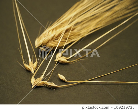 金色的小麥 109239723