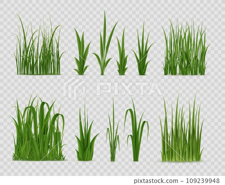 Realistic green grass. Field sprouts vegetation, meadow realistic grass. Garden, yard or park lawn, pasture isolated sedge or reed plant, farm rice or wheat leaves, Easter 3d vector leaf borders 109239948