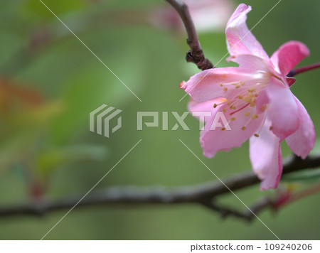 Pink flower lily that bloomed in April Pink flower lily that bloomed in April 109240206