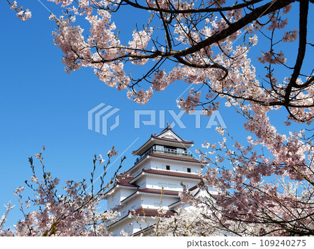 The collaboration between the pink cherry blossoms and Tsuruga Castle in Aizuwakamatsu looks impressive and beautiful against the clear blue sky. 109240275