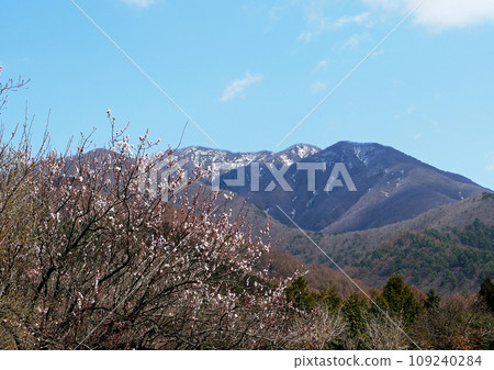 白梅花與雪山的配合，在藍天的襯托下，顯得格外美麗。 109240284