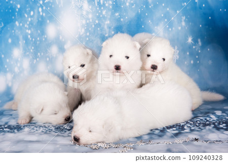 Puppies. White fluffy small Samoyed puppies dogs are sitting on blue background 109240328