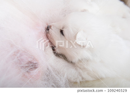 Samoyed dog mother with puppies. Puppies suckling mother 109240329