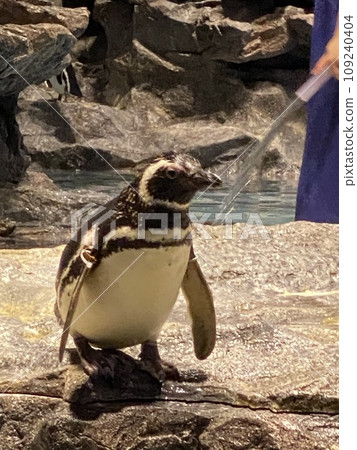 Walk penguin 109240404