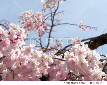 Yaezakura that shines in the blue sky 109240446