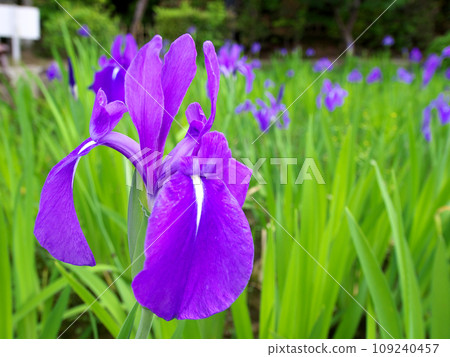 bright purple snail bright purple snail 109240457