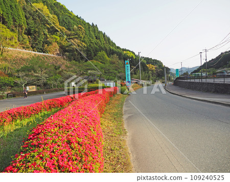 福岡縣朝倉郡東豐村杜鵑花盛開的梯田米水公園 109240525