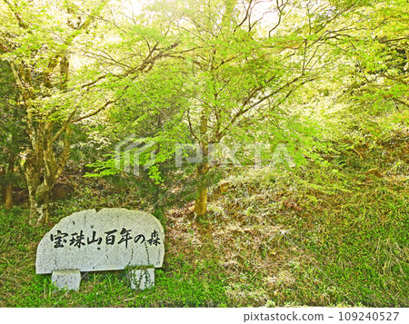 福岡縣朝倉區東豐村寶壽山百年林 福岡縣朝倉區東豐村寶壽山百年林 109240527
