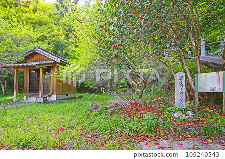 福岡縣朝倉郡東寶村岩屋神社境內的岩屋山茶花 109240543