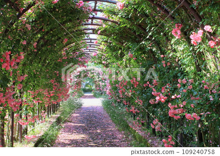 Roses arch 109240758