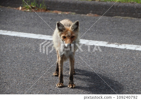 一隻紅狐狸在路上接近一輛汽車 109240792