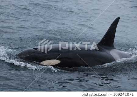 Killer whale with visible saddle patch 109241071
