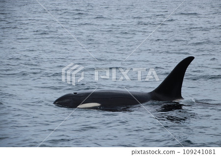 Killer whale showing its face Killer whale showing its face 109241081