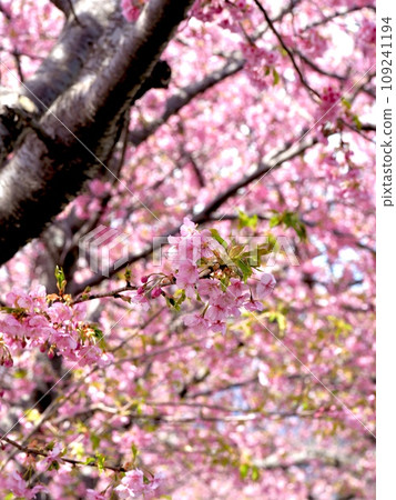 Kawazu cherry blossoms in full bloom 109241194
