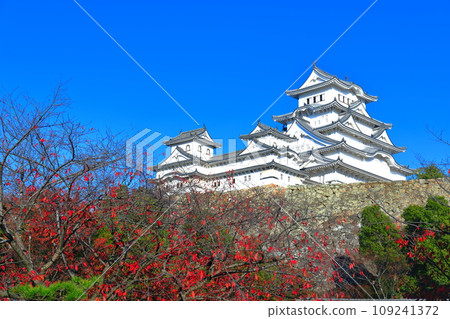 [兵庫縣]晴天時的姬路城和秋葉 109241372