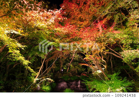 [兵庫縣] 好古園紅葉燈飾（姬路公園） 109241438