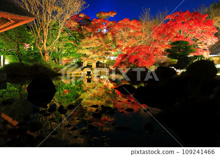 [Hyogo Prefecture] Kokoen Garden illumination with autumn leaves (Himeji Park) 109241466